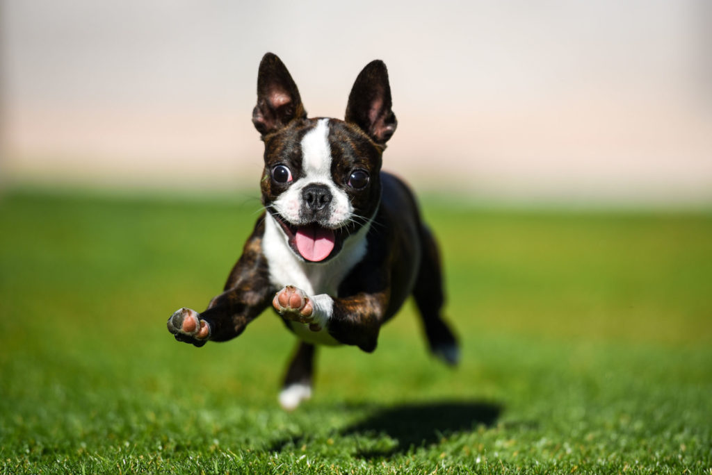 Happy dog running on grass after taking Clomipramine Hydrochloride Tablets