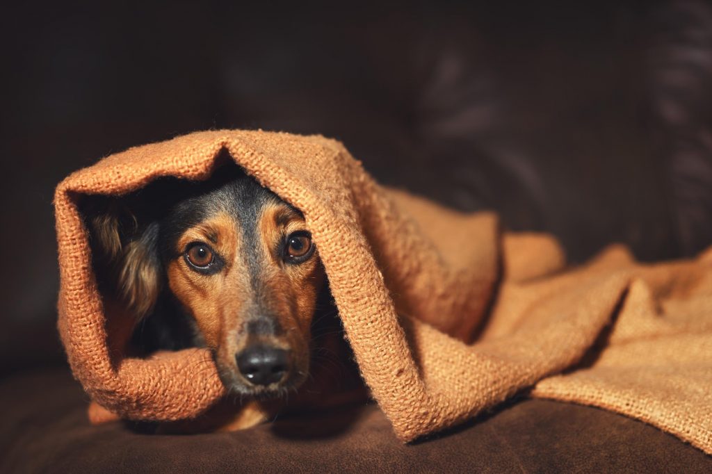 Anxious Dog with Separation Anxiety Under Blanket