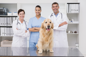 Golden Retriever at the Vet for Generic Anti-Anxiety Meds for Dogs