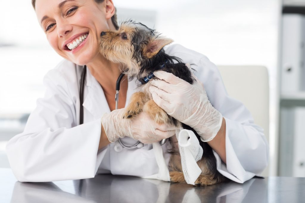 dog licking vets face after taking generic anti anxiety meds