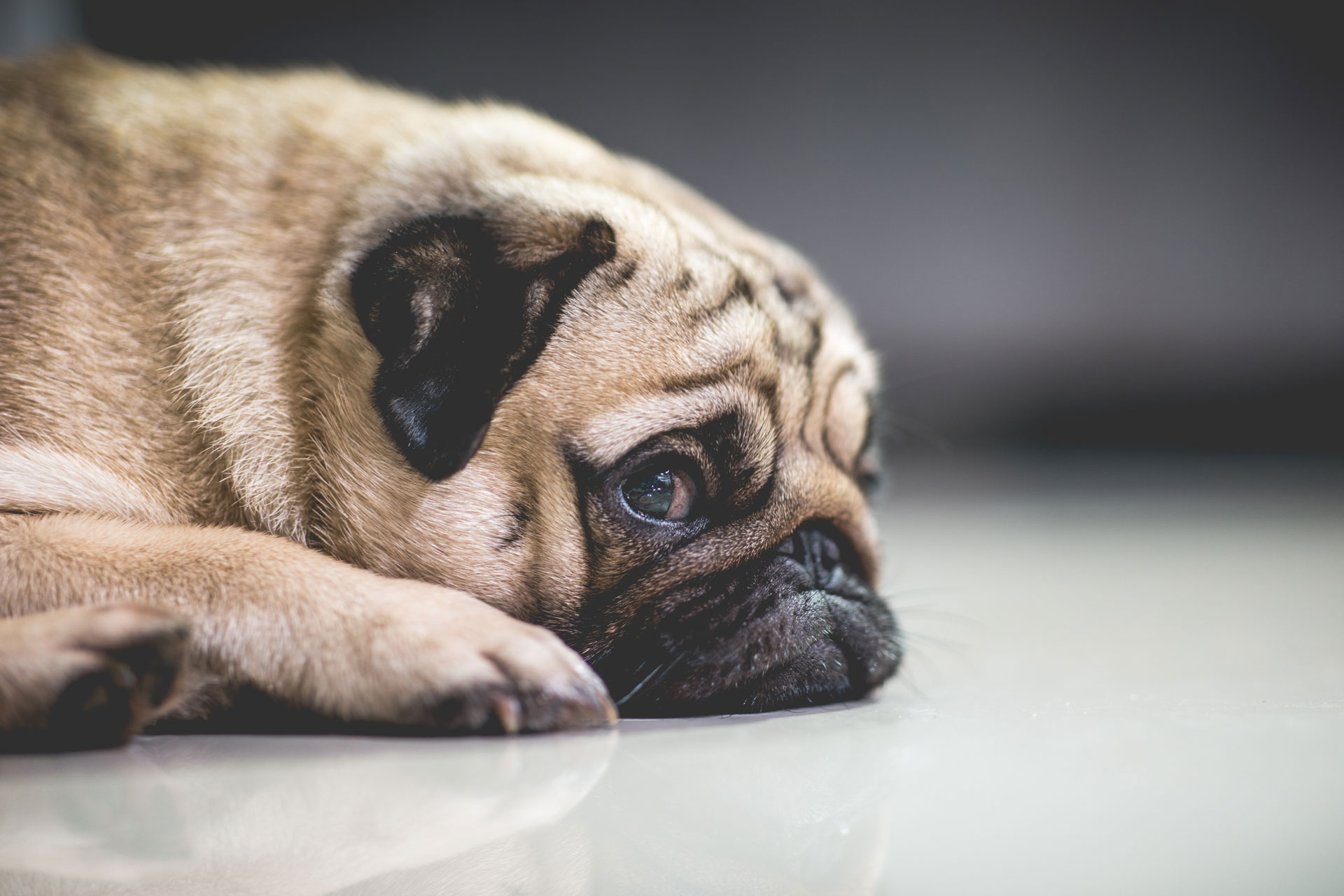 sad pug with depression anxiety on the floor
